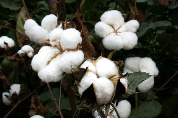 Close-up of organic cotton bolls on a plant used in sustainable textile and babywear production in India.